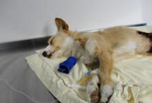 Veterinarul VET MEDICAL CONSULTING S.R.L.