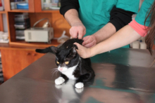 Veterinarul VET MEDICAL CONSULTING S.R.L.
