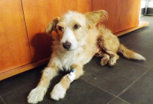 Veterinarul VET MEDICAL CONSULTING S.R.L.