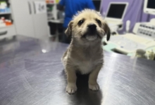 Veterinarul VET MEDICAL CONSULTING S.R.L.