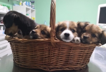 Veterinarul VET MEDICAL CONSULTING S.R.L.