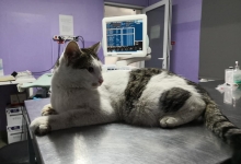 Veterinarul VET MEDICAL CONSULTING S.R.L.