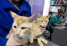 Veterinarul VET MEDICAL CONSULTING S.R.L.
