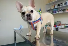 Veterinarul VET PLACE SRL