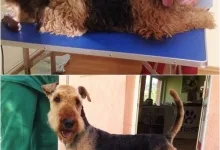 Veterinarul VET PLACE SRL