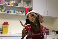 Veterinarul VET PLACE SRL