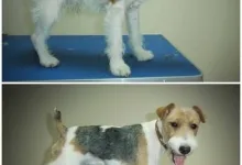 Veterinarul VET PLACE SRL