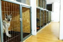 Veterinarul VET PLACE SRL