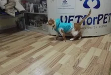 Veterinarul VET PLACE SRL