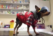 Veterinarul VET PLACE SRL