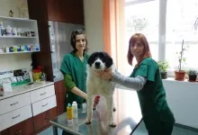 Veterinarul VET PLACE SRL