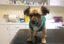 Veterinarul VET PLACE SRL
