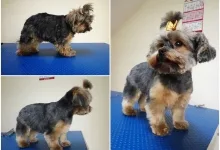 Veterinarul VET PLACE SRL