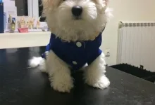 Veterinarul VET PLACE SRL