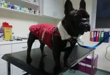 Veterinarul VET PLACE SRL