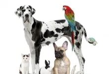 Veterinarul Cabinet Veterinar Braila