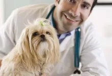 Veterinarul Cabinet Veterinar Braila