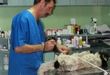 Veterinarul Cabinet Veterinar Braila