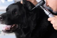 Veterinarul Cabinet Veterinar Berceni