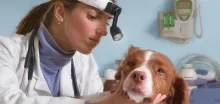 Veterinarul Cabinet Veterinar Berceni