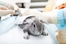 Veterinarul Cabinet Veterinar Alesd