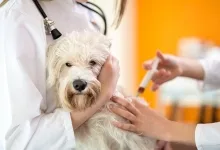Veterinarul Veterinar Costinesti