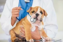 Veterinarul Veterinar Costinesti