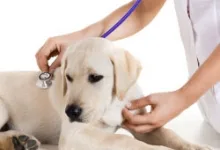 Veterinarul Veterinar Drobeta Turnu Severin