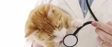 Veterinarul Veterinar Drobeta Turnu Severin