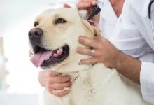 Veterinarul Veterinar Valu lui Traian