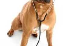Veterinarul cabinet Veterinar VetDoctor