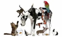 Veterinarul cabinet Veterinar VetDoctor
