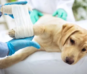 veterinar botosani