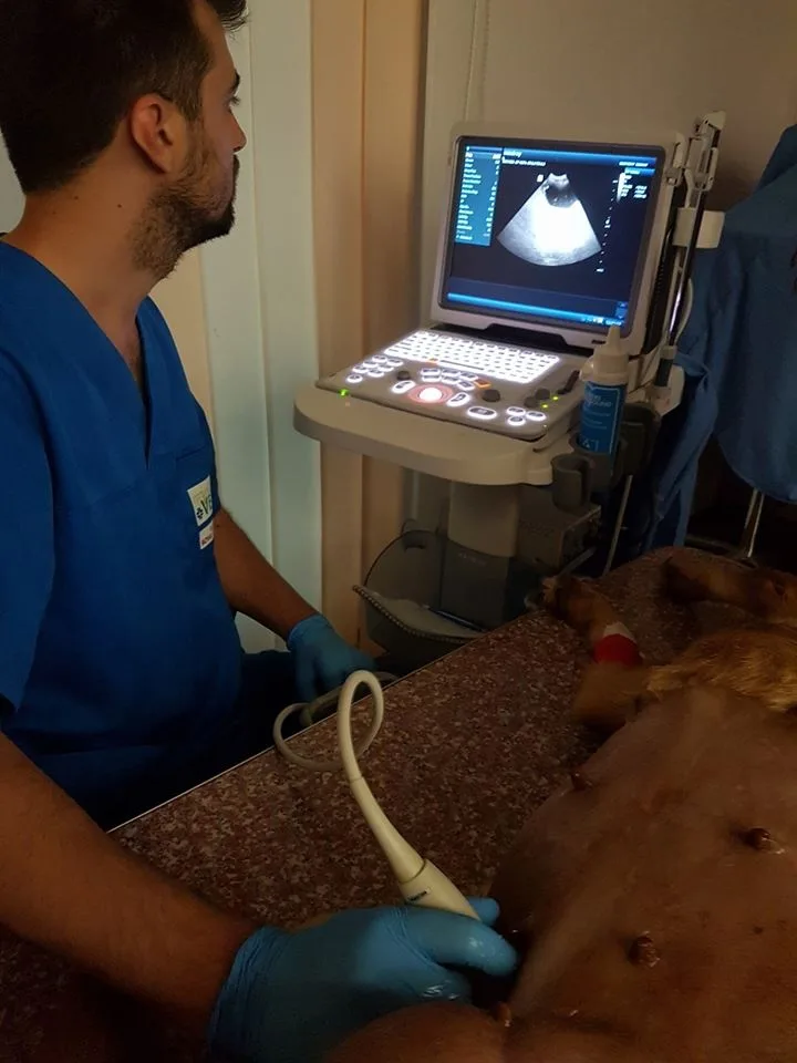 cabinet veterinar piatra neamt
