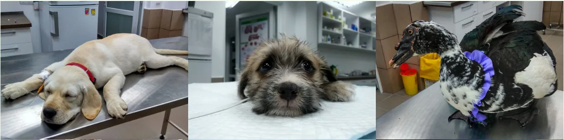 clinica veterinara sector 5