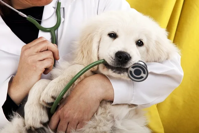 cabinet veterinar chitila