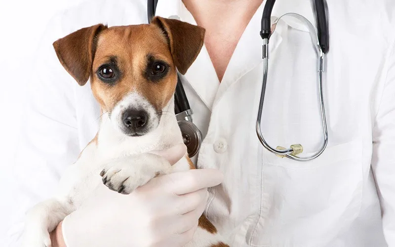 cabinet veterinar calarasi