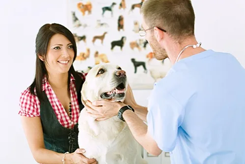 cabinet veterinar botosani