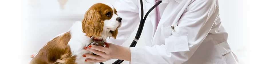 cabinet veterinar alexandru ioan cuza iasi