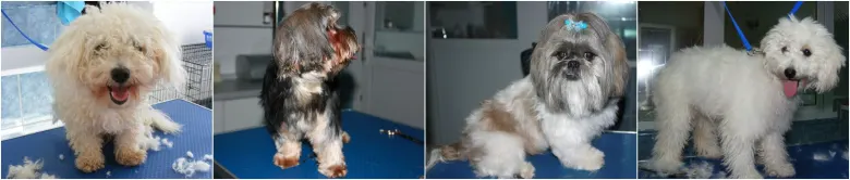 cabinet veterinar pitesti, frizerie canina pitesti