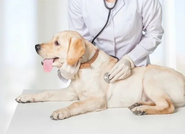 cabinet veterinar calarasi