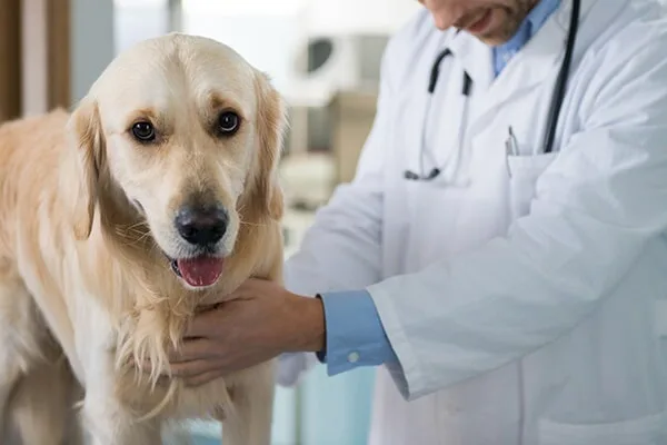 cabinet veterinar chitila