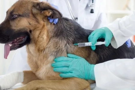 vaccinari deparazitari caini pisici giurgiu
