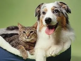 caini versus pisici abinet veterinar veterinaru