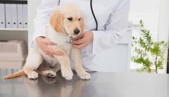 cabinet veterinar slobozia