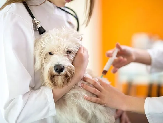consultatii tratamente veterinare arad