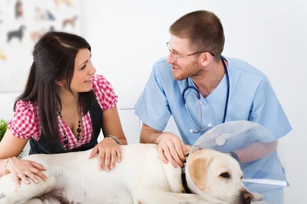 cabinet veterinar slobozia
