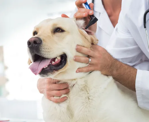 cabinet veterinar alba iulia
