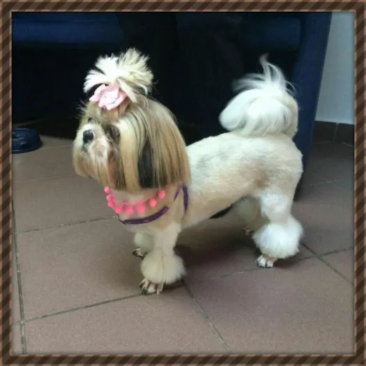 Salon Frizerie Canina Sector 5