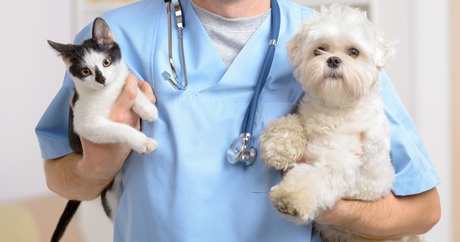 cabinet veterinar sector 1